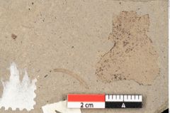 Foto (Detailansicht) von Alnus incana (Linne) Mönch (NHMW-GEO-2024-0188-15003)